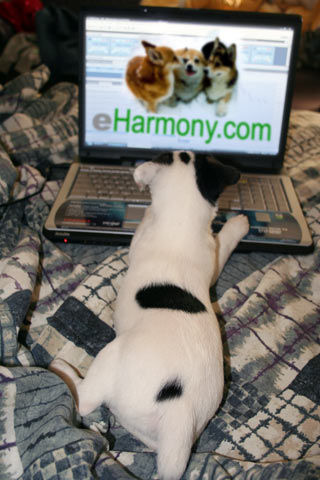 Mojo surf the net occassionally when hes bored
